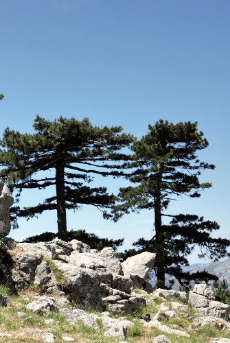 Seedeo Österreichische Schwarzkiefer (Pinus nigra austriaca) 30 Samen von Seedeo