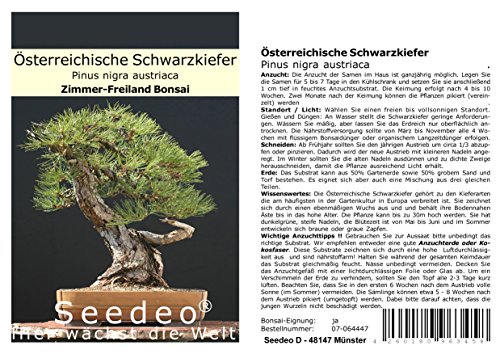 Seedeo® Österreichische Schwarzkiefer Bonsai 30 Samen von Seedeo