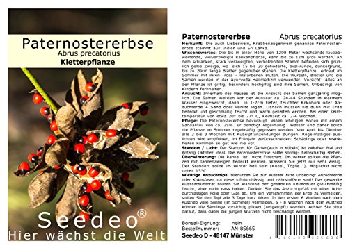 Seedeo® Paternostererbse (Abrus precatorius) 20 Samen von Seedeo