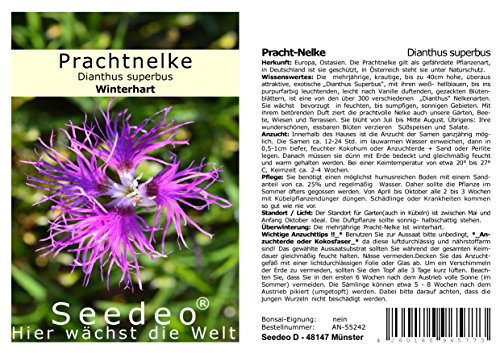 Seedeo® Pracht-Nelke (Dianthus superbus) 100 Samen von Seedeo