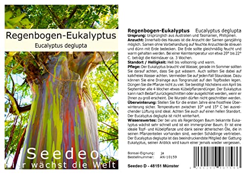 Seedeo Regenbogen-Eukalyptus (Eucalyptus deglupta) ca. 200 Samen von Seedeo