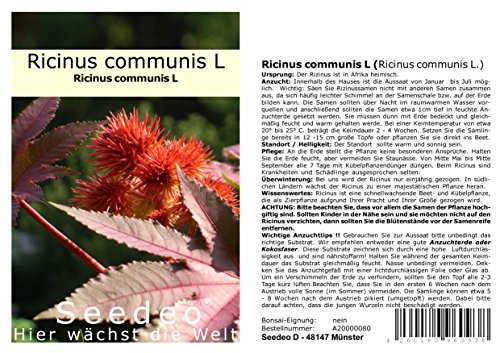 Seedeo® Ricinus (Ricinus communis) 15 Samen von Seedeo