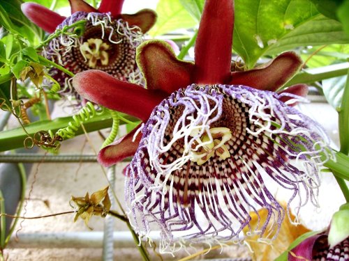 Seedeo Riesengranadilla (Passiflora quadrangularis) 10 Samen von Seedeo
