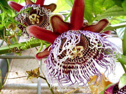 Seedeo Riesengranadilla (Passiflora quadrangularis) 10 Samen von Seedeo