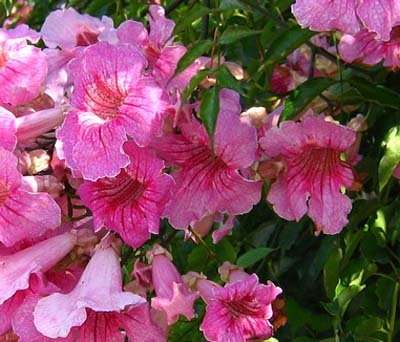 Seedeo Rosa Trompetenblume (Podranea ricasoliana) 20 Samen von Seedeo