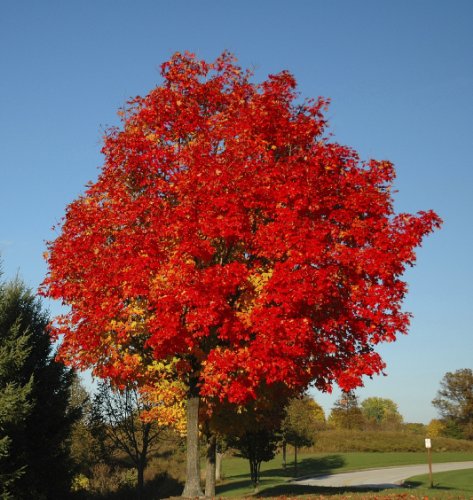 Seedeo Rotahorn (Acer rubrum) 30 Samen von Seedeo