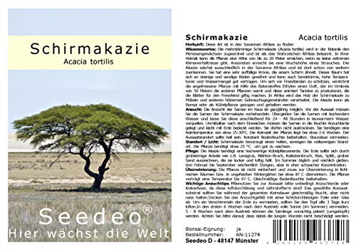 Seedeo® Schirmakazie (Acacia tortilis) 20 Samen von Seedeo