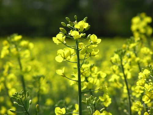 Seedeo Schwarzer Senf (Brassica nigra) 200 Samen von Seedeo