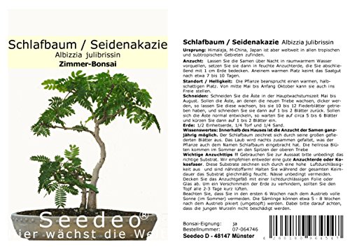 Seedeo® Seidenakazie/Schlafbaum (Albizzia julibrissin) Bonsai 50 Samen von Seedeo