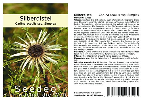 Seedeo® Silberdistel (Carlina acaulis ssp. Simplex) 30 Samen von Seedeo