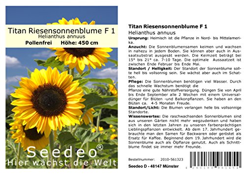 Seedeo Sonnenblume Titan Riesensonnenblume F 1 (Helianthus annuus) 20 Samen von Seedeo
