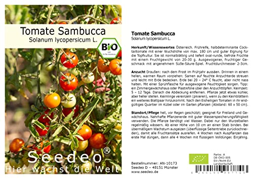 Seedeo Tomate Sambucca (Solanum Lycopersicum L.) 25 Samen BIO von Seedeo