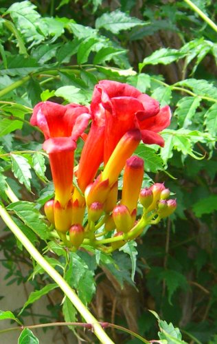 Seedeo Trompetenblume (Campsis radicans) 50 Samen von Seedeo