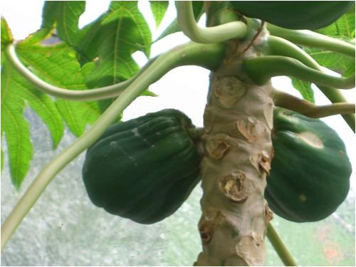 Seedeo Tropischer Melonenbaum (Papaya Carica Papaya) 25 Samen von Seedeo
