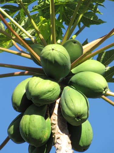 Seedeo Tropischer Melonenbaum (Papaya Carica Papaya) 25 Samen von Seedeo