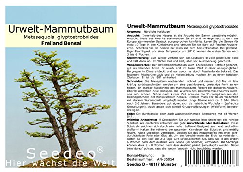 Seedeo® Urwelt-Mammutbaum (Metasequoia glyptostroboides) Bonsai 100 Samen von Seedeo