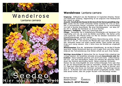 Seedeo Wandelrose (Lantana Camara) 35 Samen von Seedeo