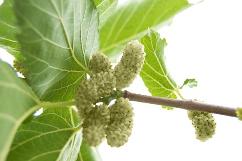 Seedeo Weißer Maulbeerbaum (Morus alba) 200 Samen von Seedeo