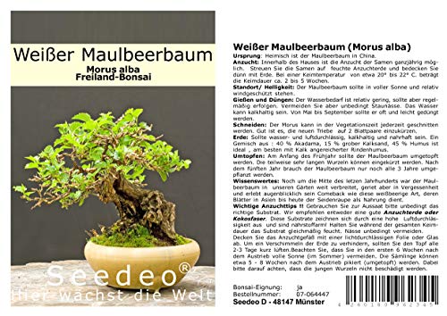 Seedeo® Weißer Maulbeerbaum (Morus alba) Bonsai 200 Samen von Seedeo