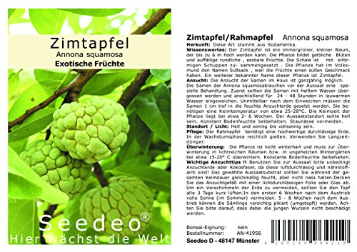 Seedeo® Zimtapfel/Rahmapfel (Annona squamosa) 25 Samen von Seedeo