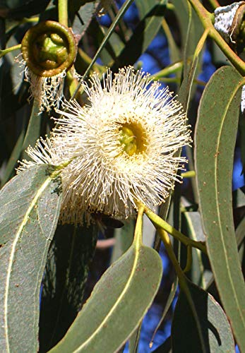 Seedeo® Zitronen-Eukalyptus (Eucalyptus citriodora) 200 Samen von Seedeo