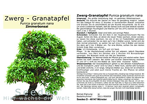 Seedeo® Zwerg-Granatapfel (Punica granatum Nana) Bonsai 30 Samen von Seedeo