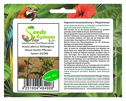 Stk - 10x Acacia adunca Wallangarra Akazie Garten Pflanzen - Samen ID1048 - Seeds & Plants Shop by Ipsa von Seeds & Plants Shop by Ipsa