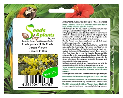 Stk - 10x Acacia podalyriifolia Akazie Garten Pflanzen - Samen ID1062 - Seeds & Plants Shop by Ipsa von Seeds & Plants Shop by Ipsa