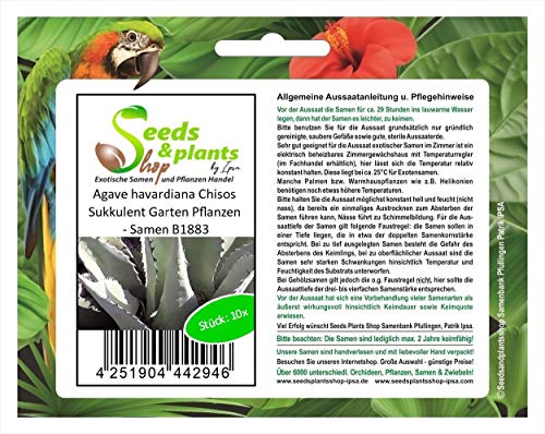 Stk - 10x Agave havardiana Chisos Sukkulent Garten Pflanzen - Samen B1883 - Seeds & Plants Shop by Ipsa von Seeds & Plants Shop by Ipsa