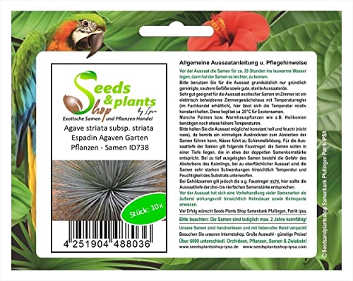 Stk - 10x Agave striata subsp. striata Espadin Agaven Garten Pflanzen - Samen ID738 - Seeds & Plants Shop by Ipsa von Seeds & Plants Shop by Ipsa