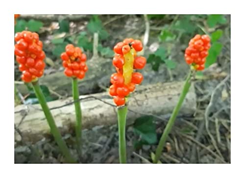 Stk - 10x Arum maculatum Gefleckter Aronstab Garten Pflanzen - Samen ID988 - Seeds & Plants Shop by Ipsa von Seeds & Plants Shop by Ipsa