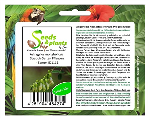 Stk - 10x Astragalus mongholicus Strauch Garten Pflanzen - Samen ID1111 - Seeds & Plants Shop by Ipsa von Seeds & Plants Shop by Ipsa