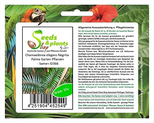Stk - 10x Chamaedorea elegans Negrita Palme Garten Pflanzen - Samen ID366 - Seeds & Plants Shop by Ipsa von Seeds & Plants Shop by Ipsa