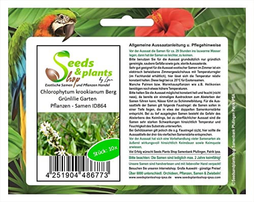 Stk - 10x Chlorophytum krookianum Berg Grünlilie Garten Pflanzen - Samen ID864 - Seeds & Plants Shop by Ipsa von Seeds & Plants Shop by Ipsa