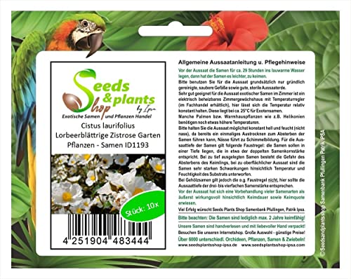 Seeds & Plants Shop by Ipsa Stk - 10x Cistus laurifolius Lorbeerblättrige Zistrose Garten Pflanzen - Samen ID1193 - Seeds Plants Shop Samenbank Pfullingen Patrik Ipsa von Seeds & Plants Shop by Ipsa