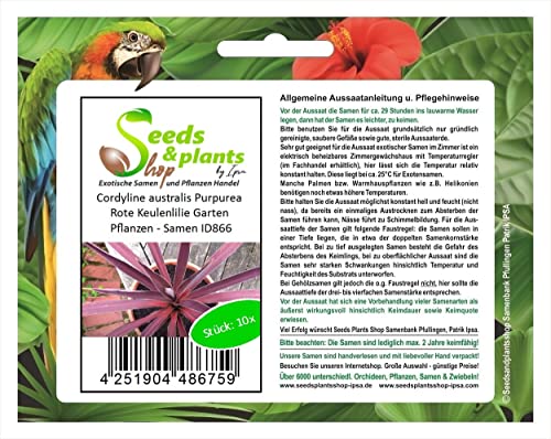 Stk - 10x Cordyline australis Purpurea Rote Keulenlilie Garten Pflanzen - Samen ID866 - Seeds & Plants Shop by Ipsa von Seeds & Plants Shop by Ipsa