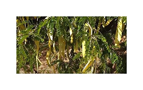 Stk - 10x Gleditsia triacanthos 'Inermis' Gleditschie Garten Pflanzen - Samen ID1364 - Seeds & Plants Shop by Ipsa von Seeds & Plants Shop by Ipsa
