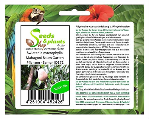Stk - 10x Swietenia macrophylla Mahagoni Baum Garten Pflanzen - Samen ID171 - Seeds & Plants Shop by Ipsa von Seeds & Plants Shop by Ipsa