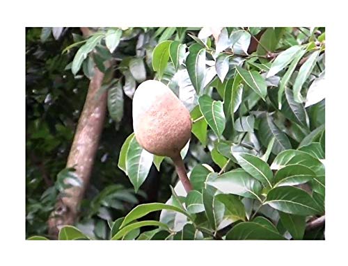 Stk - 10x Swietenia macrophylla Mahagoni Baum Garten Pflanzen - Samen ID171 - Seeds & Plants Shop by Ipsa von Seeds & Plants Shop by Ipsa