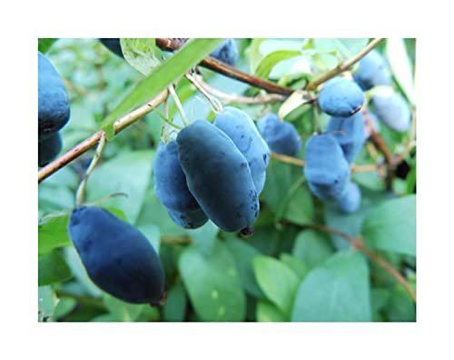 Stk - 15x Blaue Heckenkirsche Lonicera caerulea Zierpflanze Samen A346 - Seeds & Plants Shop by Ipsa von Seeds & Plants Shop by Ipsa