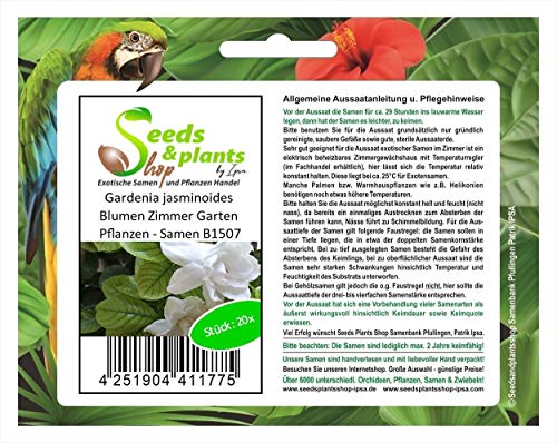 Stk - 20x Gardenia jasminoides Blumen Zimmer Garten Pflanzen - Samen B1507 - Seeds & Plants Shop by Ipsa von Seeds & Plants Shop by Ipsa