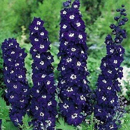 Stk - 20x Riesen Delphinium Cultorum Pazifik schwarz Rittersporn Samen A43 - Seeds & Plants Shop by Ipsa von Seeds & Plants Shop by Ipsa