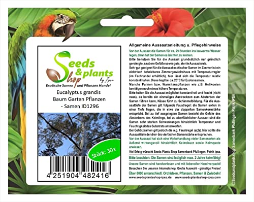Stk - 30x Eucalyptus grandis Baum Garten Pflanzen - Samen ID1296 - Seeds & Plants Shop by Ipsa von Seeds & Plants Shop by Ipsa