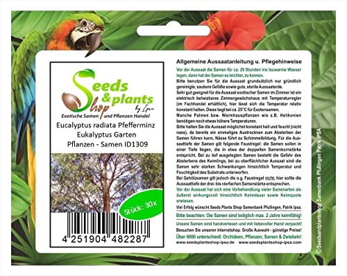 Stk - 30x Eucalyptus radiata Pfefferminz Eukalyptus Garten Pflanzen - Samen ID1309 - Seeds & Plants Shop by Ipsa von Seeds & Plants Shop by Ipsa
