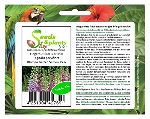 Stk - 30x Fingerhut Excelsior Mix Digitalis parviflora Blumen Garten Samen KS32 - Seeds & Plants Shop by Ipsa von Seeds & Plants Shop by Ipsa