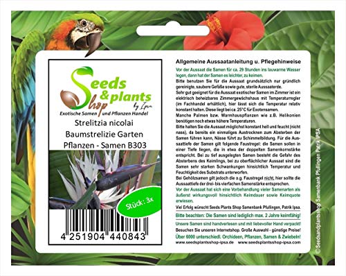 Stk - 3x Strelitzia nicolai Baumstrelizie Garten Pflanzen - Samen B303 - Seeds & Plants Shop by Ipsa von Seeds & Plants Shop by Ipsa