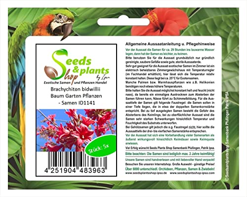 Stk - 5x Brachychiton bidwillii Baum Garten Pflanzen - Samen ID1141 - Seeds & Plants Shop by Ipsa von Seeds & Plants Shop by Ipsa