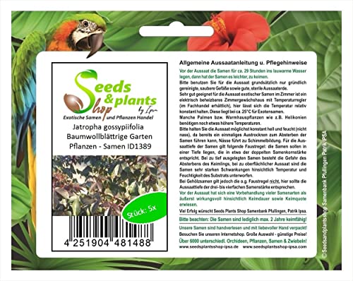 Stk - 5x Jatropha gossypiifolia Baumwollblättrige Garten Pflanzen - Samen ID1389 - Seeds & Plants Shop by Ipsa von Seeds & Plants Shop by Ipsa