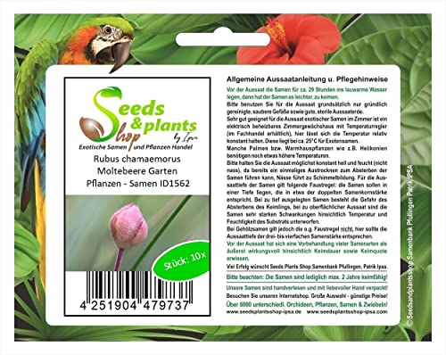 Seeds & Plants Shop by Ipsa Stk - 10x Rubus chamaemorus Moltebeere Garten Pflanzen - Samen ID1562 - Seeds Plants Shop Samenbank Pfullingen Patrik Ipsa von Seeds & Plants Shop by Ipsa