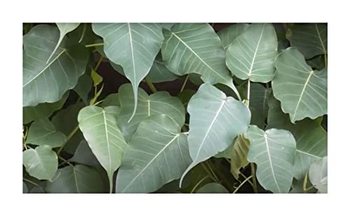 Stk - 100x Ficus religiosa Feige Pippala Bodhibaum Garten Pflanzen - Samen B1496 - Seeds & Plants Shop by Ipsa von Seeds & Plants Shop by Ipsa